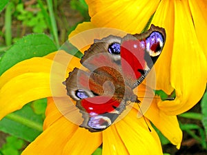 Peacock butterfly