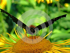 Peacock butterfly