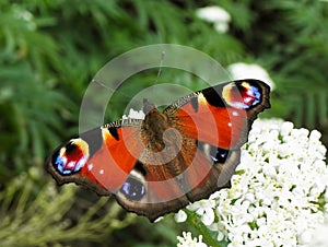 Peacock butterfly , Aglais io