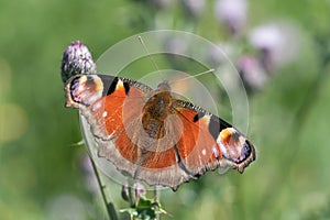 Peacock butterfly aglais io