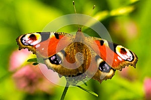 Peacock butterfly - Aglais io