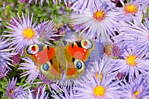 Peacock butterfly (Aglais io)