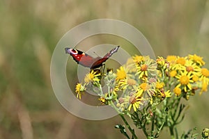 Peacock butterfly (Aglais io)