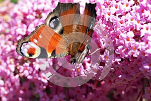 Peacock butterfly Aglais io on Buddleia photo