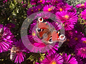 Peacock butterfly aglais io, European peacock butterfly on magic pink New England aster