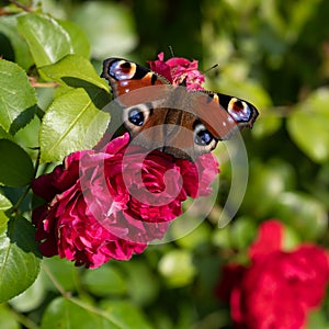 Peacock butterfly, aglais io, european peacock butterfly sitting on flowering red rose in garden.