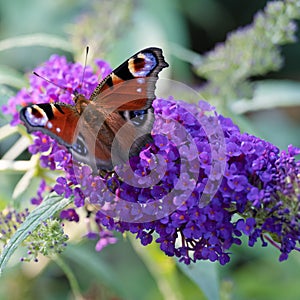 Peacock butterfly, aglais io, european peacock butterfly sitting on flowering violet butterflybush - Buddleja davidii - in garden.