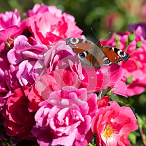 Peacock butterfly, aglais io, european peacock butterfly sitting on pink flowering rose.
