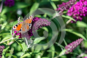 Peacock butterfly, aglais io, european peacock butterfly sitting on flowering pink butterflybush - Buddleja davidii - in garden. photo