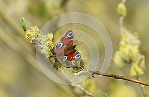 A Peacock Butterfly, Aglais io, just out of hibernation nectaring on pussy willow flowers.