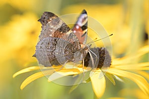 Peacock-butterfly - Aglais-io - on orange coneflower - Rudbeckia fulgida
