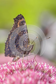 Peacock-butterfly - Aglais-io - on a orpine blossom - Sedum telephium