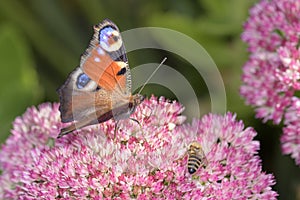 Peacock-butterfly - Aglais-io - on a orpine blossom - Sedum telephium