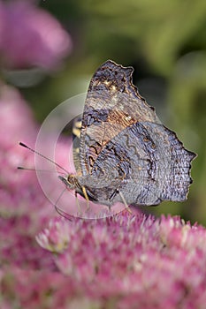 Peacock-butterfly - Aglais-io - on a orpine blossom - Sedum telephium