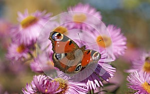 Peacock butterfly aglais io on pink asters