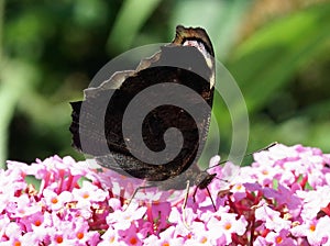 Peacock butterfly Aglais io on Buddleia photo