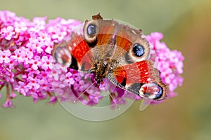 Peacock butterfly or aglais io sitting on a flower
