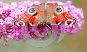 Peacock butterfly or aglais io sitting on a flower