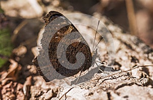 Peacock butterfly, Aglais io ventral camoflage