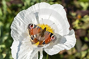 Peacock butterfly Aglais io