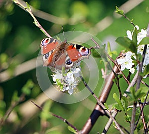 Peacock butterfly