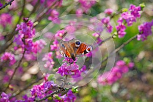 Peacock butterfly on blooming purple mezereon branches