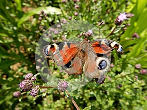 Peacock butterfly with broken wings on a flower, Aglais io photo