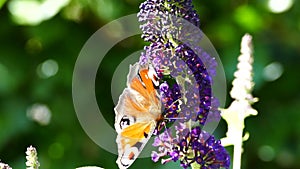 Peacock butterfly on a buddleja buzz