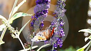 Peacock butterfly on a buddleja buzz