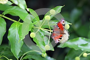 Peacock butterfly on button bush, or Cepalanthus Occidentalis. Spiky white balls of flowers in a dense spherical inflorescences