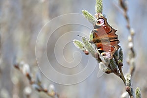 Peacock butterfly on a catkin, colorful butterfly on a blooming willow tree