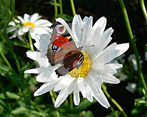 Peacock butterfly on a chamomile