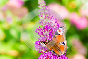 Peacock butterfly collecting nectar at a budleja blossom photo