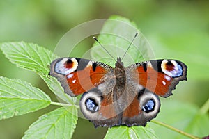 Peacock butterfly