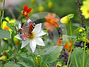 Peacock butterfly on dahlia