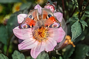 Peacock butterfly drinking nectar of magenta dahlia single flame