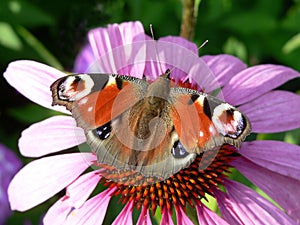 Peacock butterfly on echinacea