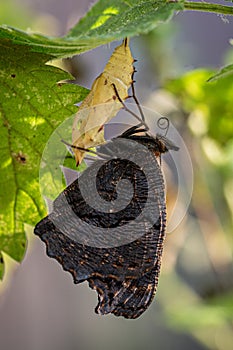 Peacock butterfly after eclosion, hanging upside down to dry out and straighten wings and rolling proboscis