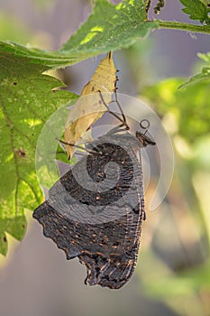 Peacock butterfly after eclosion, hanging upside down to dry out and straighten wings and rolling proboscis