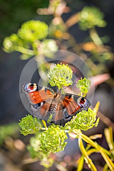 Peacock butterfly after eclosion, hanging upside down to dry out and straighten wings and rolling proboscis