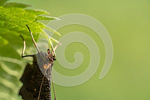 Peacock butterfly after eclosion, hanging upside down to dry out and straighten wings and rolling proboscis photo