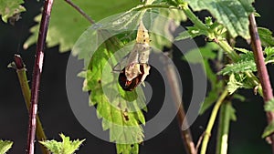 Peacock butterfly emerging from chrysalis and wings starting to unfold