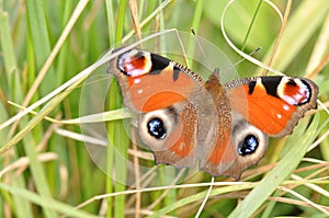 Peacock butterfly