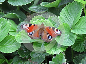 Peacock Butterfly Family Nymphalidae on a green leaf