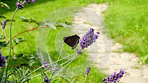 Peacock Butterfly feeding nectar on lilac flower.Slow motion.