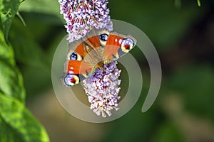 Peacock Butterfly feeding on purple buddleia