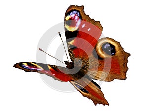 Peacock butterfly in flight (Inachis io)