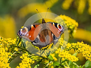 Peacock butterfly on Flower blossom