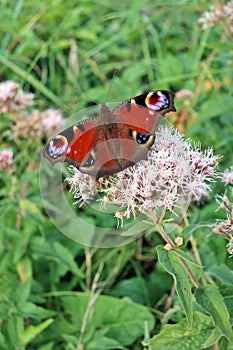 Peacock Butterfly On A Flower Of Butterfly Bush