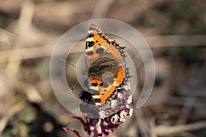 Peacock butterfly on a flower